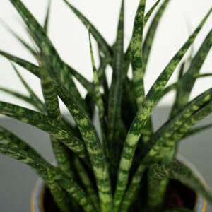sansevieria-fernwood-punk