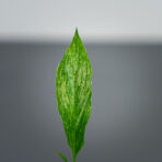 skrzydlokwiat-diamond-variegata-baby-spathiphyllum