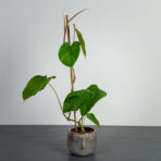 philodendron-tenue-sadzonka