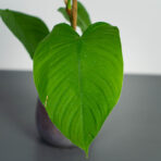 philodendron-tenue-sadzonka