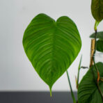 philodendron-tenue-sadzonka