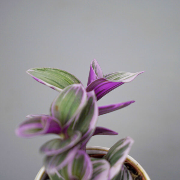 trzykrotka-nanouk-baby-tradescantia-albiflora