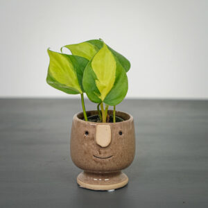 philodendron-scandens-brasil-baby