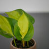 philodendron-scandens-brasil-baby