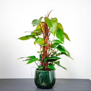 philodendron-red-emerald