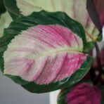 calathea-roseopicta-rosy