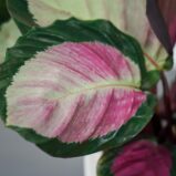 calathea-roseopicta-rosy