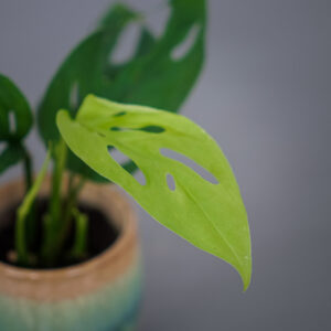 monstera-adansonii-laniata