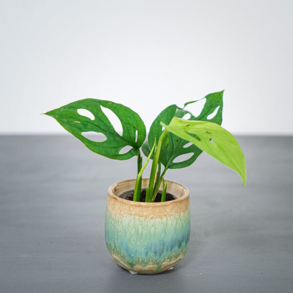monstera-adansonii-laniata