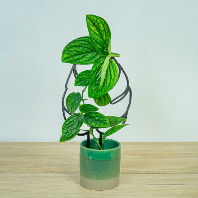 monstera-peru-karstenianum