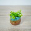 peperomia-rotundifolia-baby