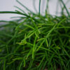 rhipsalis-cassutha-patyczak