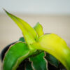 sansevieria-star-canary