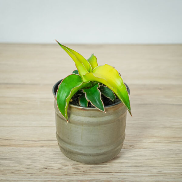 sansevieria-star-canary
