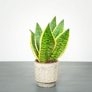 Sansevieria superba