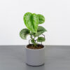 scindapsus-pictus-exotica