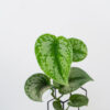 scindapsus-pictus-exotica