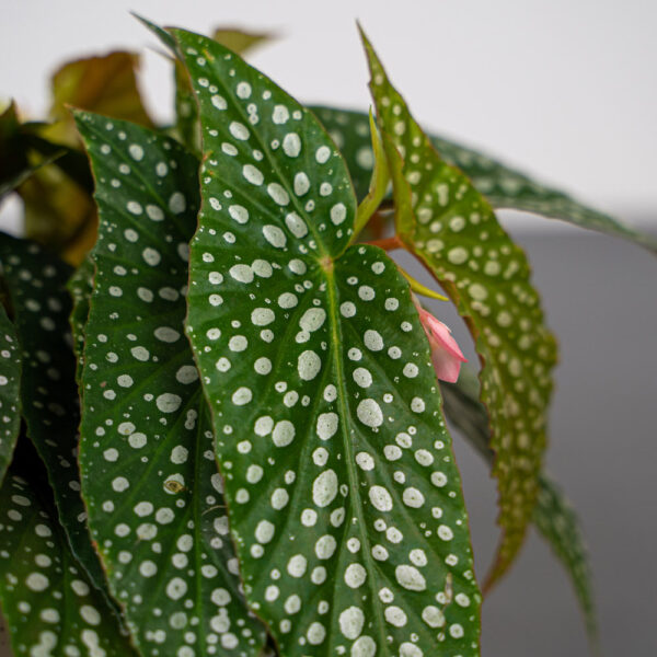 begonia-snow-capped