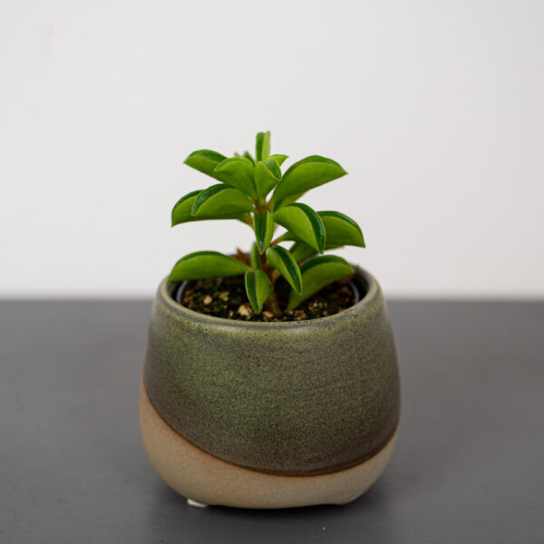 peperomia-fire-sparks-baby