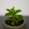 peperomia-fire-sparks-baby