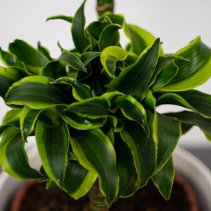 dracena-fragrans-tornado