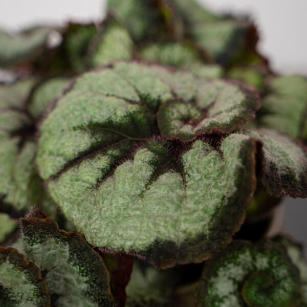 begonia-rex-princess-of-hanover begonia-rex-princess-of-hanover