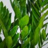 zamioculcas-zamiifolia-zamiokulkas