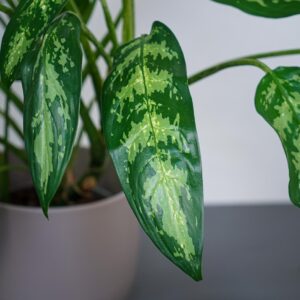 aglaonema-green-lady