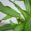 aglaonema-white-lance