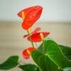 anthurium-red
