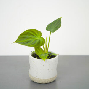 Philodendron verrucosum baby