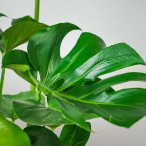 monstera-deliciosa