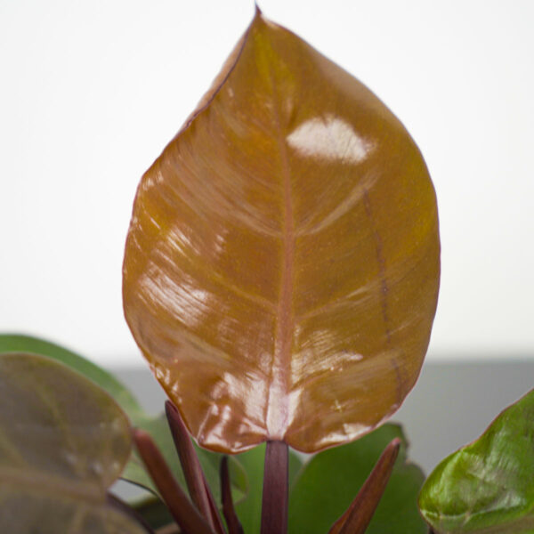 philodendron-red-sun