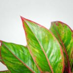 aglaonema-crete
