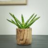 sansevieria-cylindrica-tiara-platinum