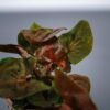 Syngonium maria baby
