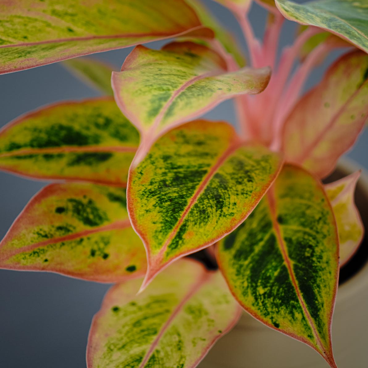 Aglaonema golden papaya Mała Szklarnia