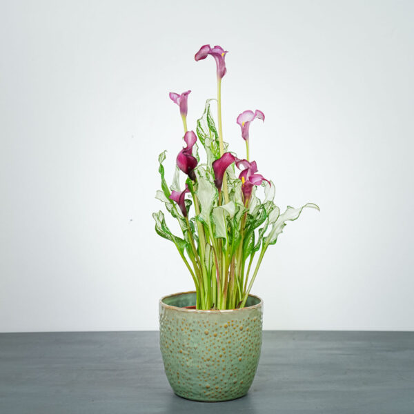 Zantedeschia frozen queen (kalla) - Mała Szklarnia