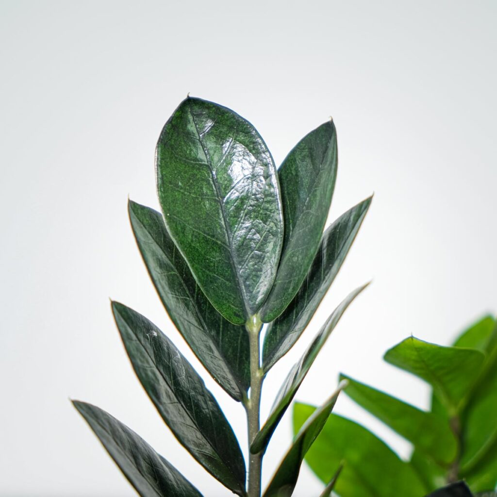 Zamioculcas raven (zamiokulkas) – Mała Szklarnia