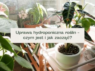 Rośliny w uprawie hydroponicznej