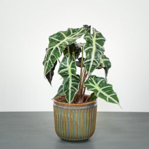 Alokazja polly (alocasia amazonica)