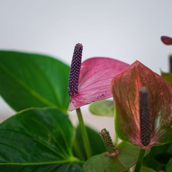 anthurium-baby-purple