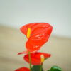 anthurium-red