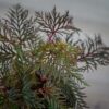 begonia-bipinnatifida