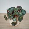 begonia-black-jungle
