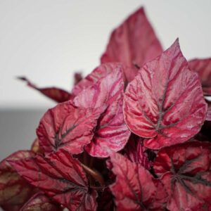 begonia-rex-beleaf-inca-flame