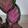 calathea-roseopicta-rosy