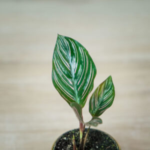 calathea-sanderiana-baby