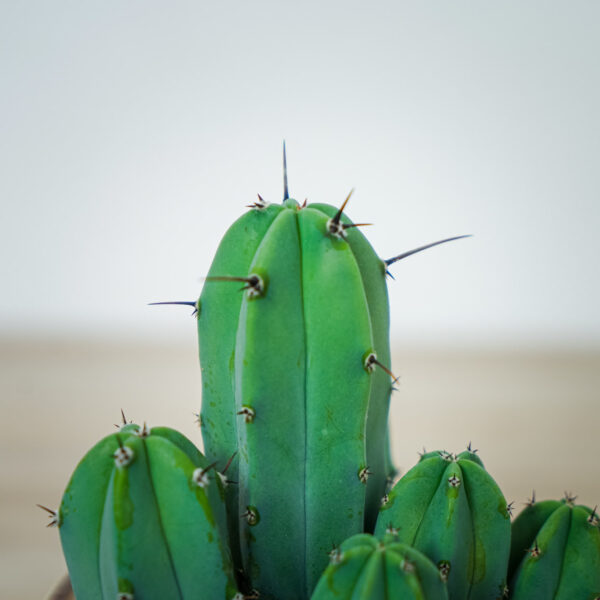 cereus-myrtillocactus-geometrizans