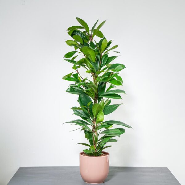 fikus-cyathistipula-ficus